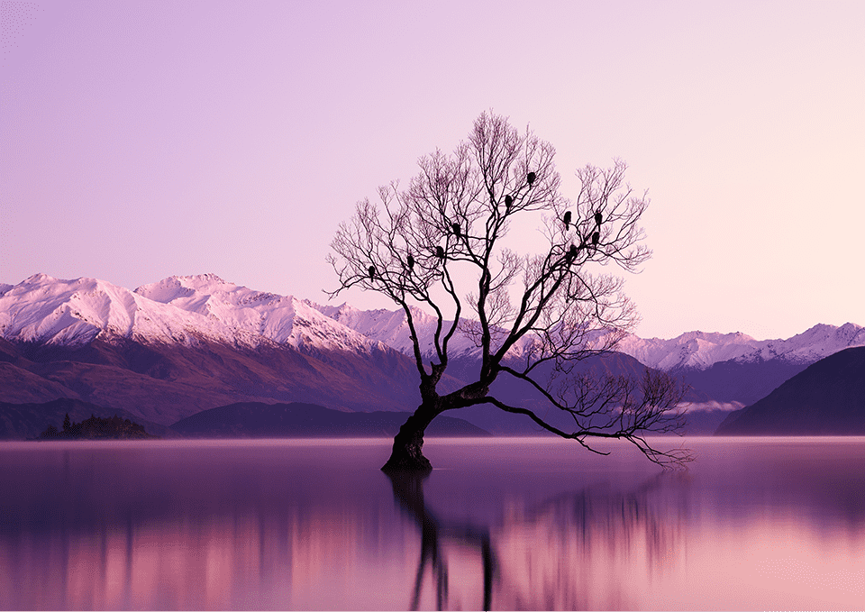 Sunset Over a Solitary Tree Into a Lake